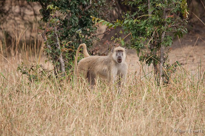 DSC_2771.jpg - Baboon