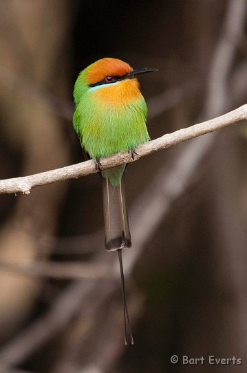 DSC_2811.jpg - Bohm's Bee-eater