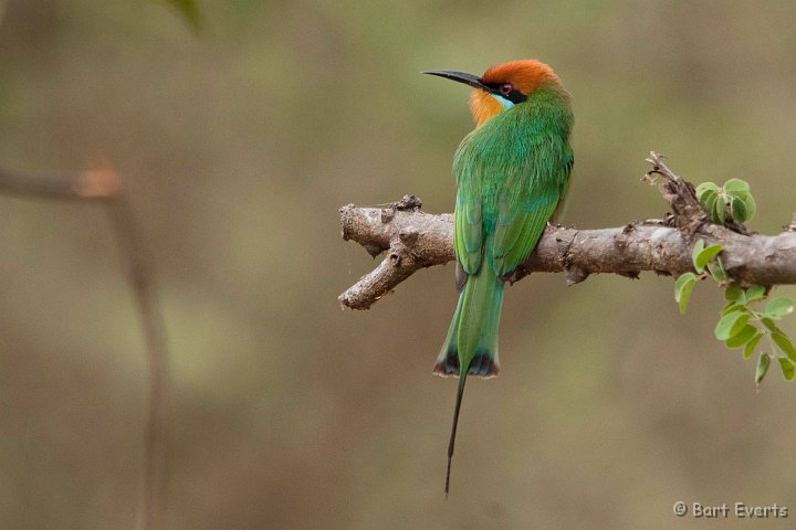 DSC_2822.jpg - Bohm's Bee-eater