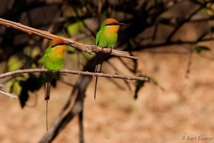 DSC_2827.jpg - Bohm's Bee-eaters