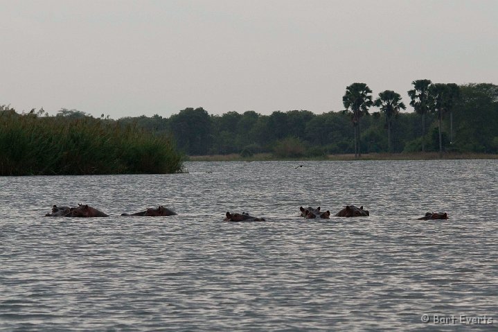 DSC_2838.jpg - Hippos