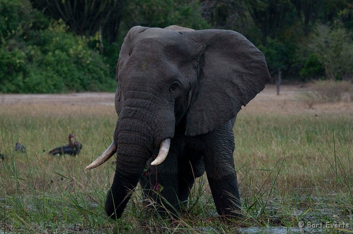 DSC_2853.jpg - Male Elephant