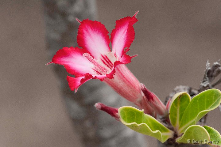 DSC_2859.jpg - Colorful flower