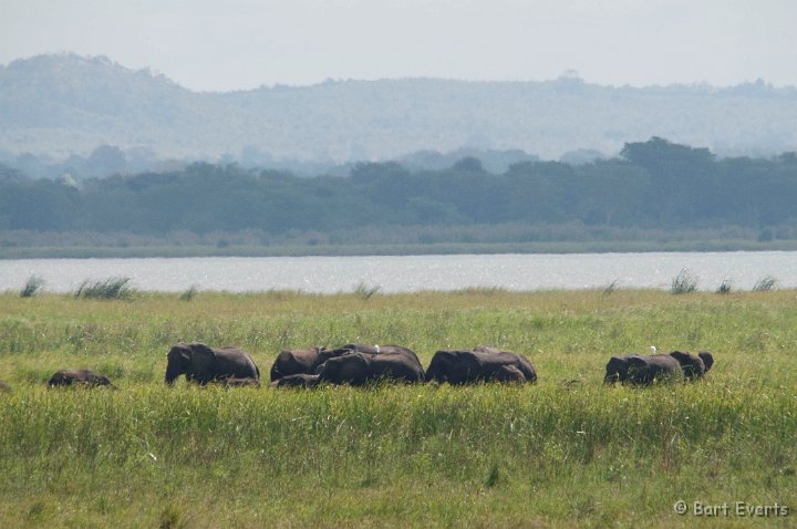 DSC_2908.jpg - Elephants