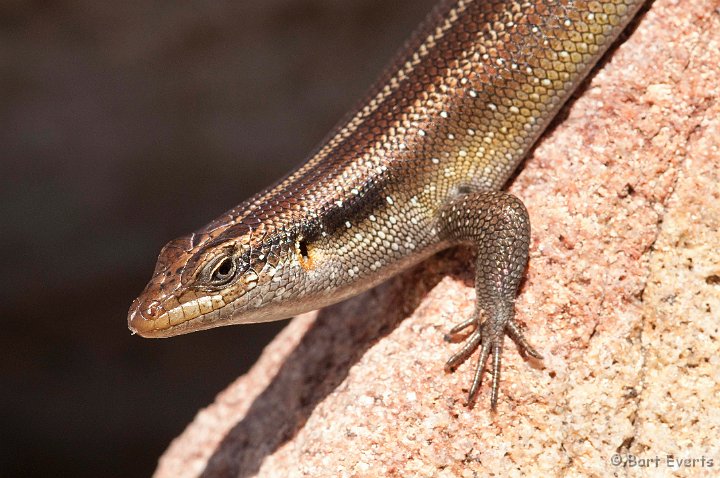 DSC_2987.jpg - Skink