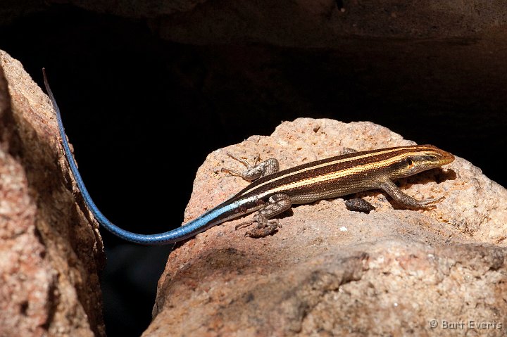 DSC_2989.jpg - Skink with nice blue tail