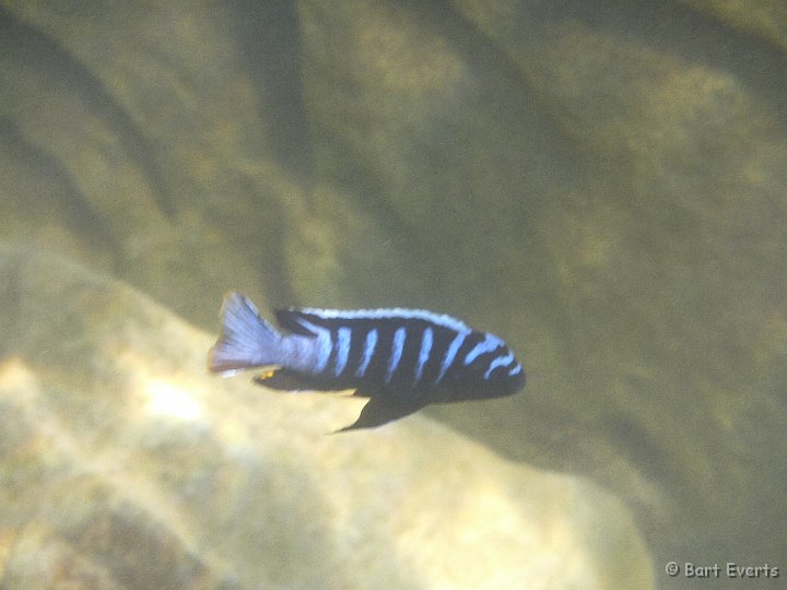 P1010182.JPG - Colorful cichlid