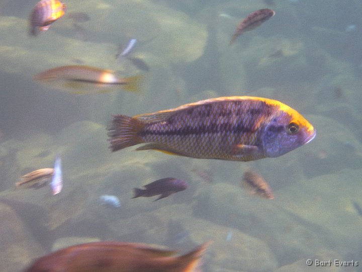 P1010187.JPG - Cichlid