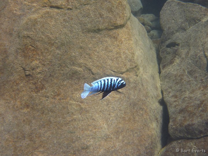 P1010196.JPG - Cichlid