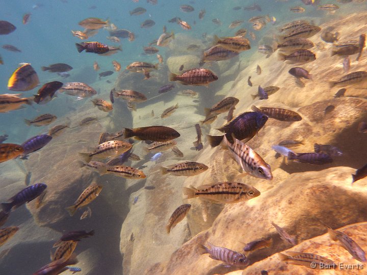 P1010213.JPG - many cichlids