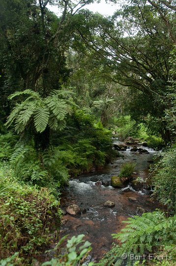 DSC_2926.jpg - Tree ferns on the humid Plateau