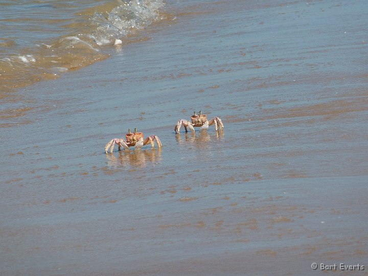 P1010125.JPG - Fiddler Crabs