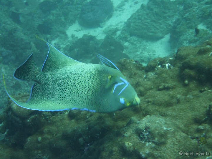 P1010140.JPG - Angelfish