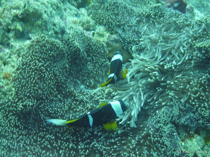 P1010152.JPG - Orangefin Anemonefish