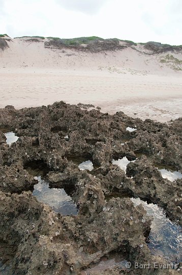 DSC_2635.jpg - Coral during low tide