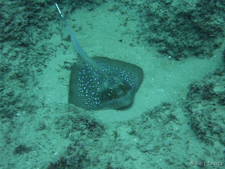 P1000977.JPG - Spotted Stingray