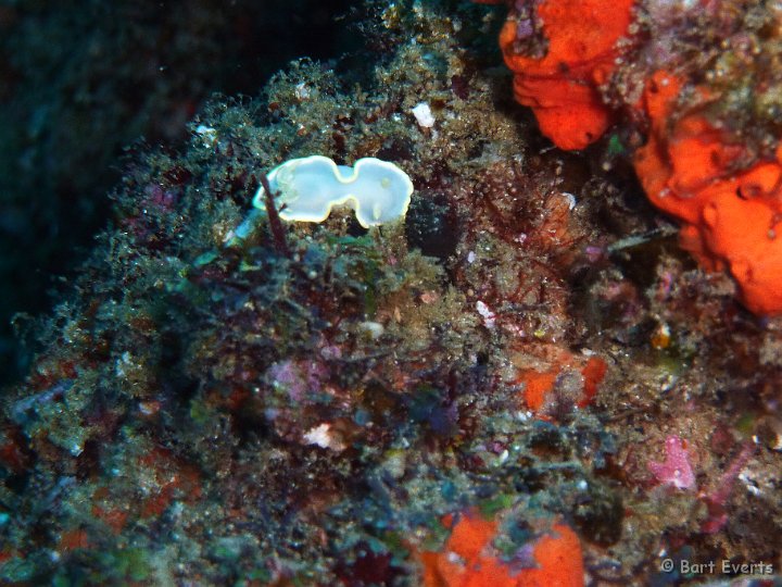 P1000984.JPG - Glossodoris nuidbranch