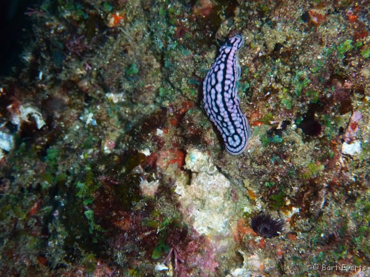 P1000993.JPG - Nudibranch