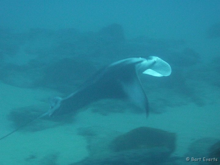 P1010003.JPG - Giant Manta