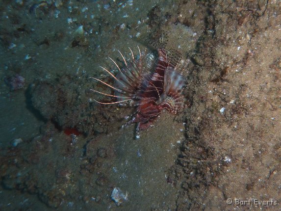 P1010006.JPG - Scorpionfish