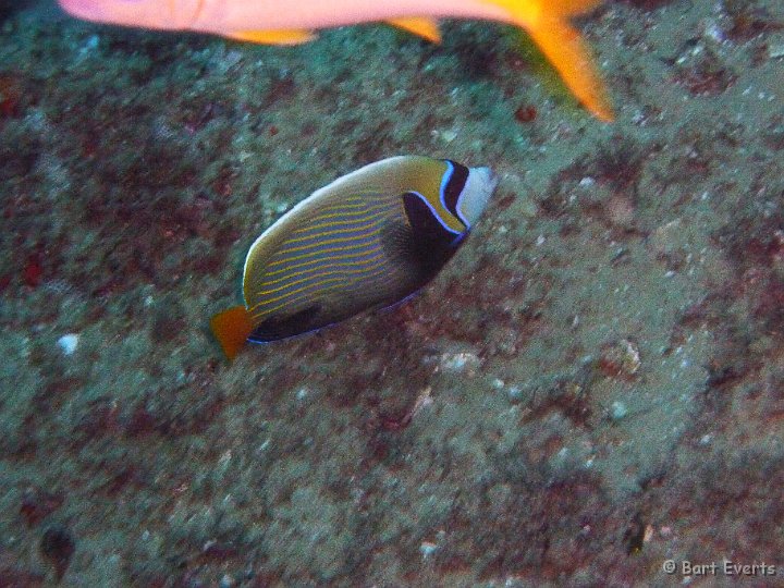 P1010011.JPG - Emperor Angelfish