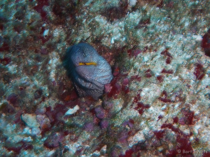 P1010023.JPG - Yellow mouth Moray Eel