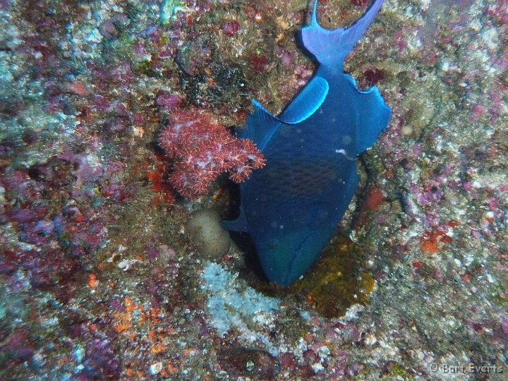 P1010030.JPG - Blue Triggerfish