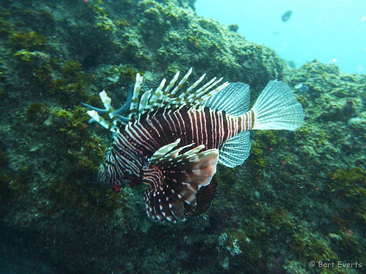 P1010043.JPG - Scorpionfish