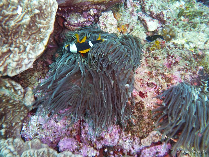 P1010047.JPG - Yellowfinned Anemonefish