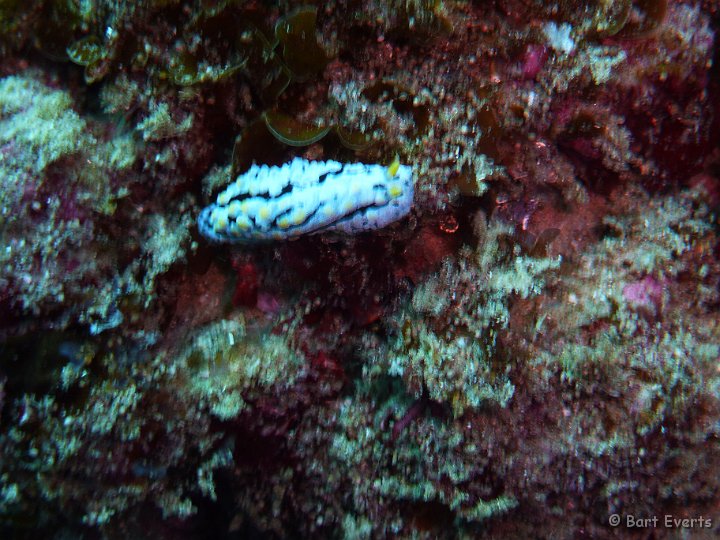 P1010065.JPG - Nudibranch