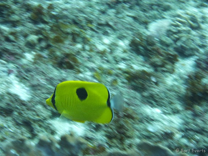 P1010093.JPG - Butterflyfish