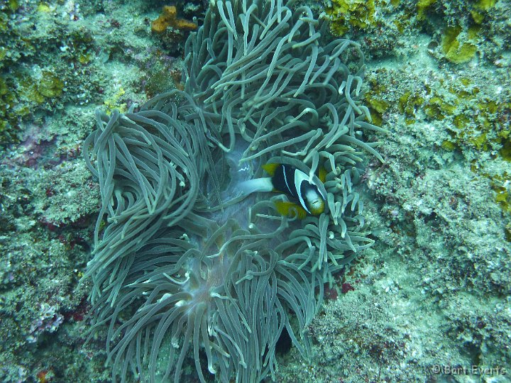 P1010097.JPG - Anemonefish