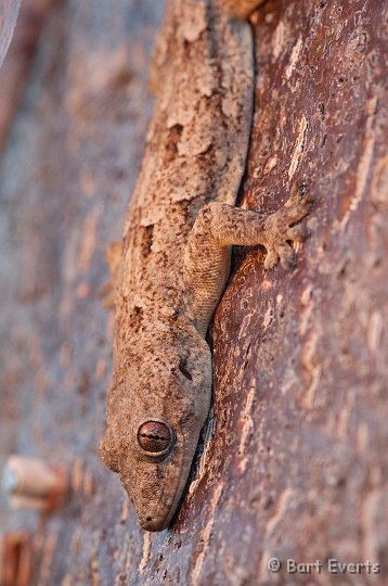 DSC_2687.jpg - Gecko in the morning