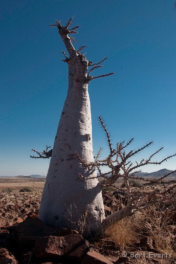DSC_5166.jpg - bottletree (Pachypodium)