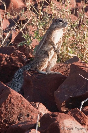 DSC_5168.jpg - Damara Ground Squirrell