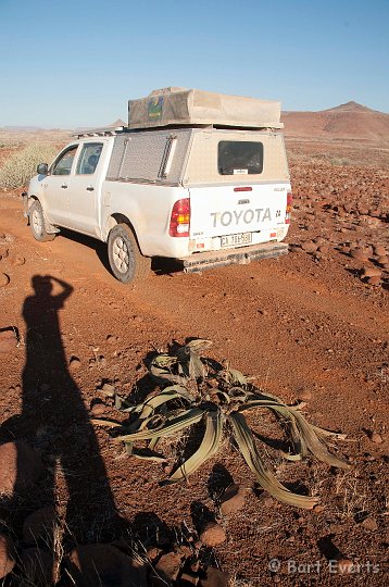 DSC_5171.jpg - Welwitschia plant