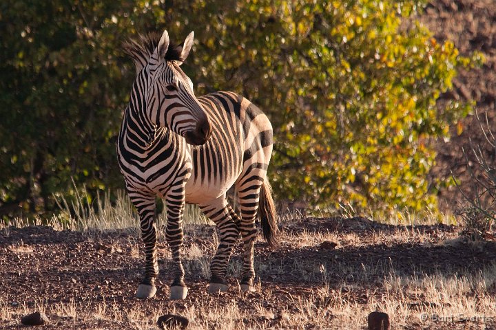 DSC_5183.jpg - Hartmann's Mountain zebra