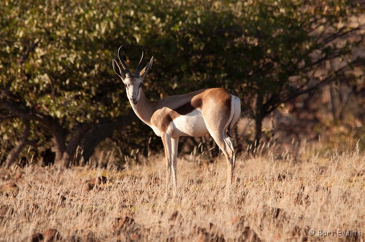 DSC_5186.jpg - Springbok