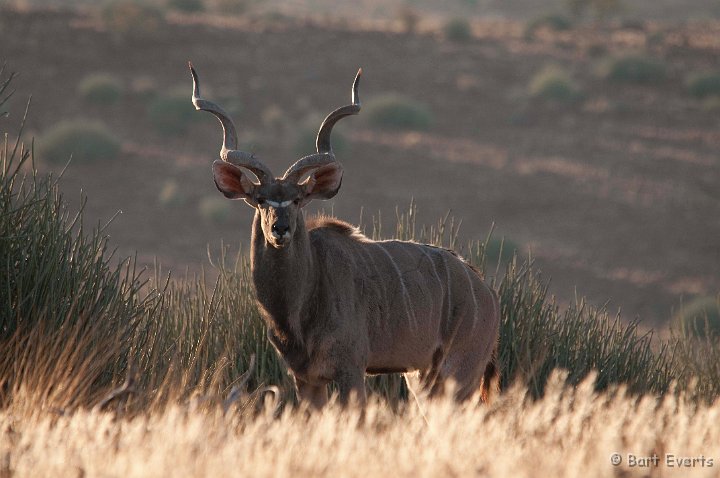 DSC_5192.jpg - Greater Kudu