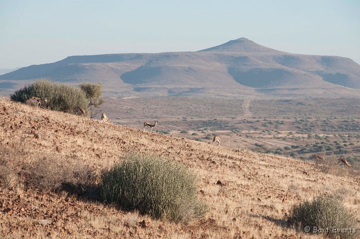 DSC_5196.jpg - Springboks