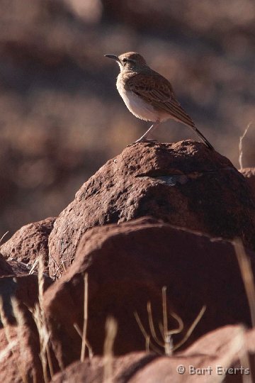 DSC_5202.jpg - Benguela Long-billed Lark