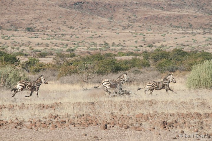 DSC_5217.jpg - Mountain Zebras on the run