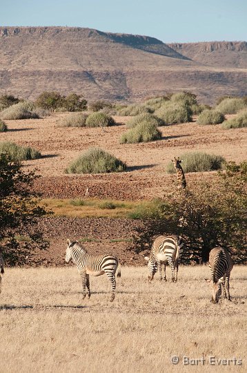 DSC_5225.jpg - Giraffe and Mountain Zebra