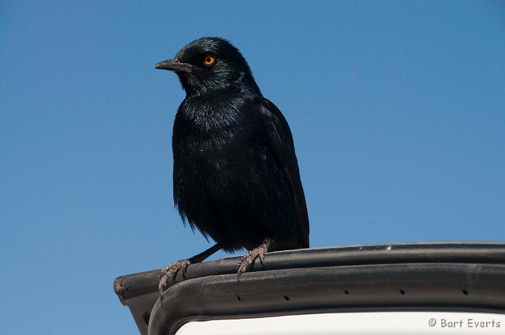 DSC_5237.jpg - Pale-winged Starling