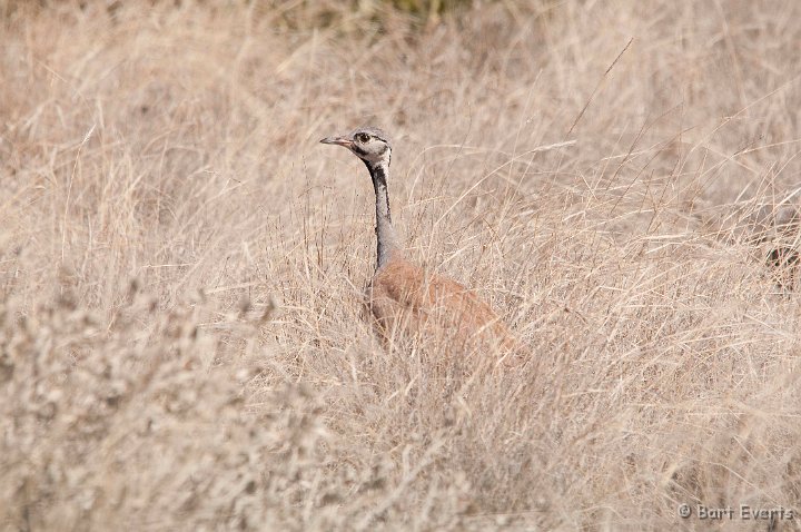 DSC_5248.jpg - Ruppel's Korhaan