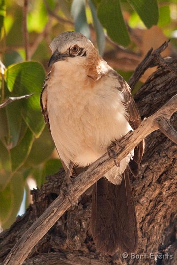 DSC_5251.jpg - Bare-Cheeked Babbler