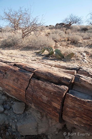 DSC_5255.jpg - Petrified Forest