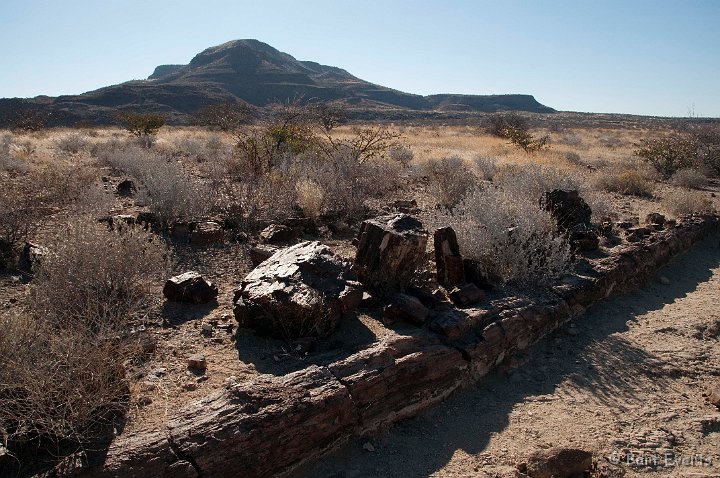 DSC_5260.jpg - Petrified Forest