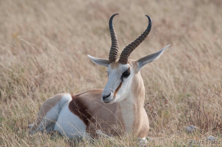 DSC_4581.jpg - SPringbok
