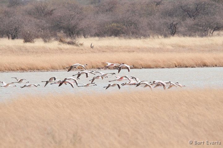 DSC_4583.jpg - Lesser Flamingos